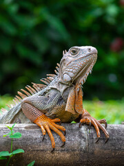 Green Iguana (Iguana Iguana) Large Herbivorous Lizard Standing on the Wooden in the Garden in Medellin, Colombia