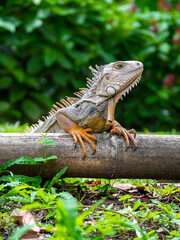 Green Iguana (Iguana Iguana) Large Herbivorous Lizard Standing on the Wooden in the Garden in Medellin, Colombia