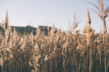 Fototapeta premium Dry grass in the foreground, behind the sunset. autumn landscape. calm and cozy nature background