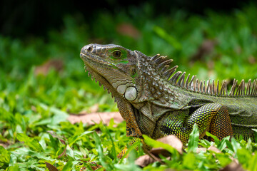 Obraz premium Green Iguana (Iguana Iguana) Large Herbivorous Lizard Staring on the Grass in Medellin, Colombia