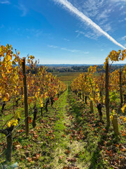 Fototapeta premium Vignes à Saint Emilion en automne, Gironde