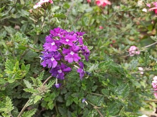 Beautiful purple flowers