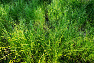 Close up of a bed of ornimantal grass