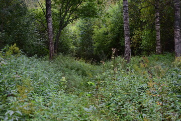 footpath in the woods