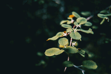 green ulmus leaves illuminated by sunlight