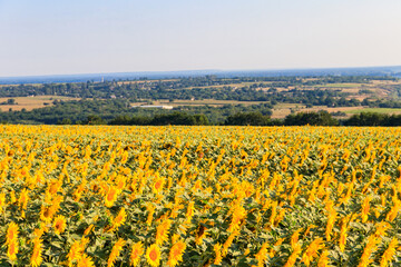 Summer landscape with sunflower fields, hills and blue sky