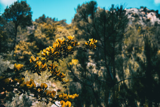 Yellow genista flower in nature