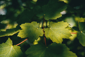 summer green leaves of acer