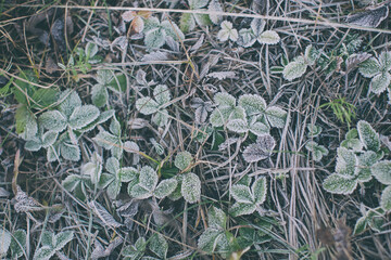 Frozen hoarfrost grass in early autumn or winter morning. Nature, background