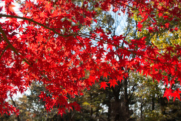 日本の秋の紅葉