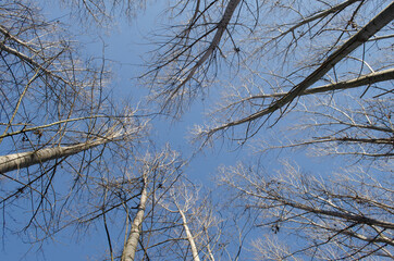 Forest on the bank of the river Danube in Petrovaradin near Novi Sad in the winter.