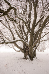 Winterlandschaft im Wald in Deutschland 