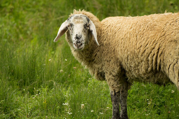 Obraz premium ritratto di pecora