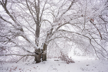 Winterlandschaft im Wald in Deutschland 
