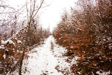 Winterlandschaft im Wald in Deutschland 