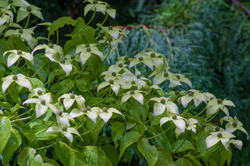 Closeup of Dogwood flowing bush