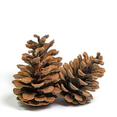Drei Kiefernzapfen vor wei&szlig;em Hintergrund in einer Nahaufnahme