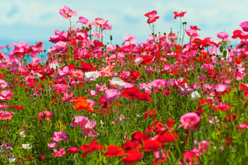 A field of red, pink and white poppies