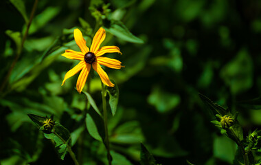 One yellow daisy