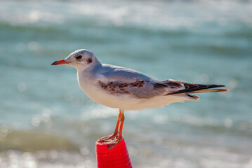 Close up seagull resting on the beach with sea on background.