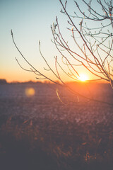 Sunset or sunrise in a winter park with trees covered with snow and ice on a sunny clear day. Landscape.