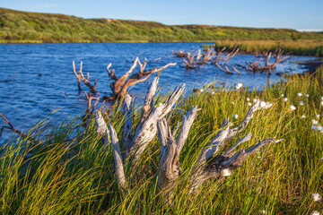Autumn in the tundra. Yellow spruce branches in autumn colors on the moss background. Tundra, Russia.Beautiful landscape of forest-tundra,
