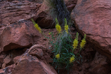 Yellow Goldenrod wildflowers growing on rocks, Zion National Park