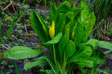 Blooming yellow skunk cabbage