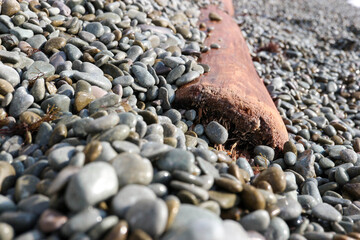 a tree trunk thrown by the surf on a pebble beach
