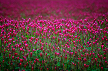 Obraz premium Center focus of red clover field