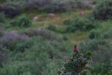 Cassin’s Finch sitting on cactus