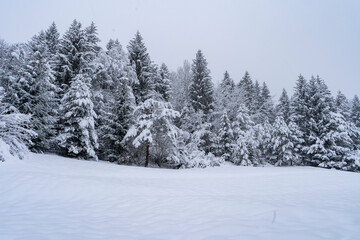 Italy, Trentino, Andalo - 8 December 2020 - The white winter forest