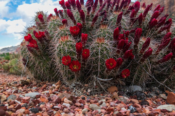 Claret Cup Cactus with red flowers, Zion National Park background
