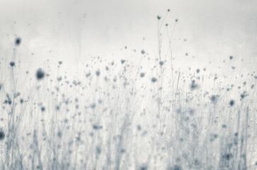 Winter Fog Surrounds A field of Queen Ann Lace
