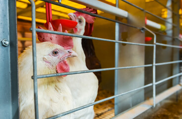 Chickens in a cage near the feeder © Vital