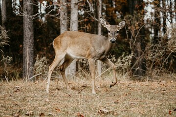 deer in the forest