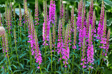 Obraz premium Veronica Flowers