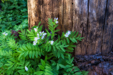 Wildflowers In Mt. Hood National Forest
