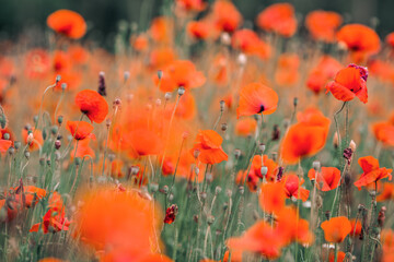 Obraz premium Field of poppies in summertime, shallow depth of field, red flowers