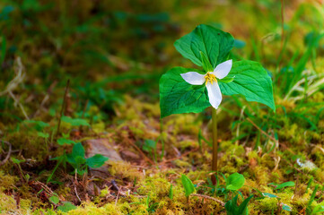 Trillium Wildflower in Sisulaw National Forest,