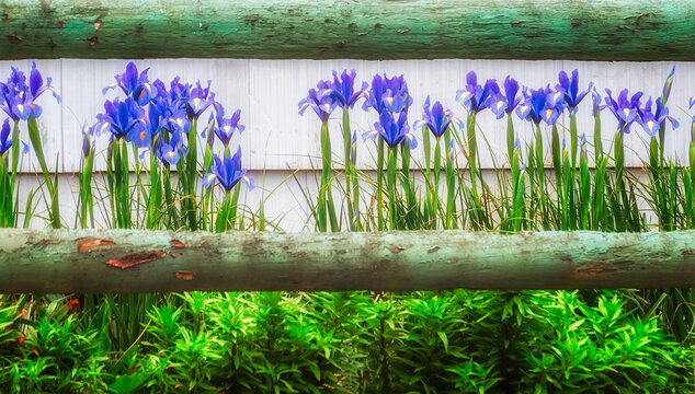 Blue Irisis and a wooden fence