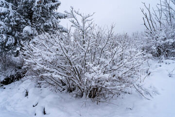 Italy, Trentino, Andalo - 8 December 2020 - A fantastic and snowy plant in winter