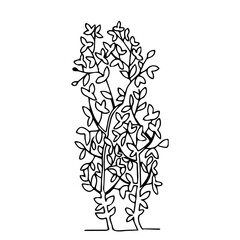 Black outline hand drawing vector illustration of two deciduous trees with leaves isolated on a white background