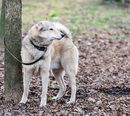 Obraz premium Laika on a leash