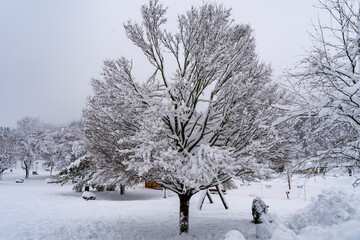 Italy, Trentino, Andalo - 8 December 2020 - Fantastic snow covered tree
