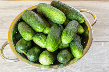 Fresh cucumbers in a colander over wooden background. Fresh produce from the Farmers Market.