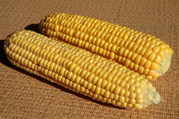 Fresh green corn cobs. Corn as a concept of a vegan food.