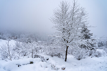 Italy, Trentino, Andalo - 8 December 2020 - Gorgeous winter landscape