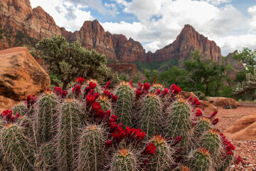 Claret Cup Cactus with red flowers, Zion National Park background