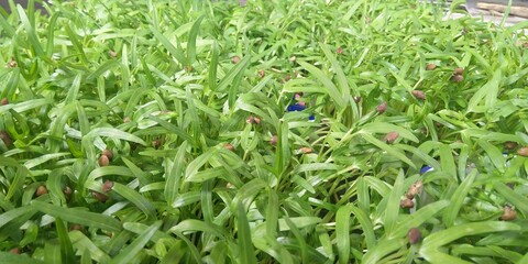 Microgreen water spinach